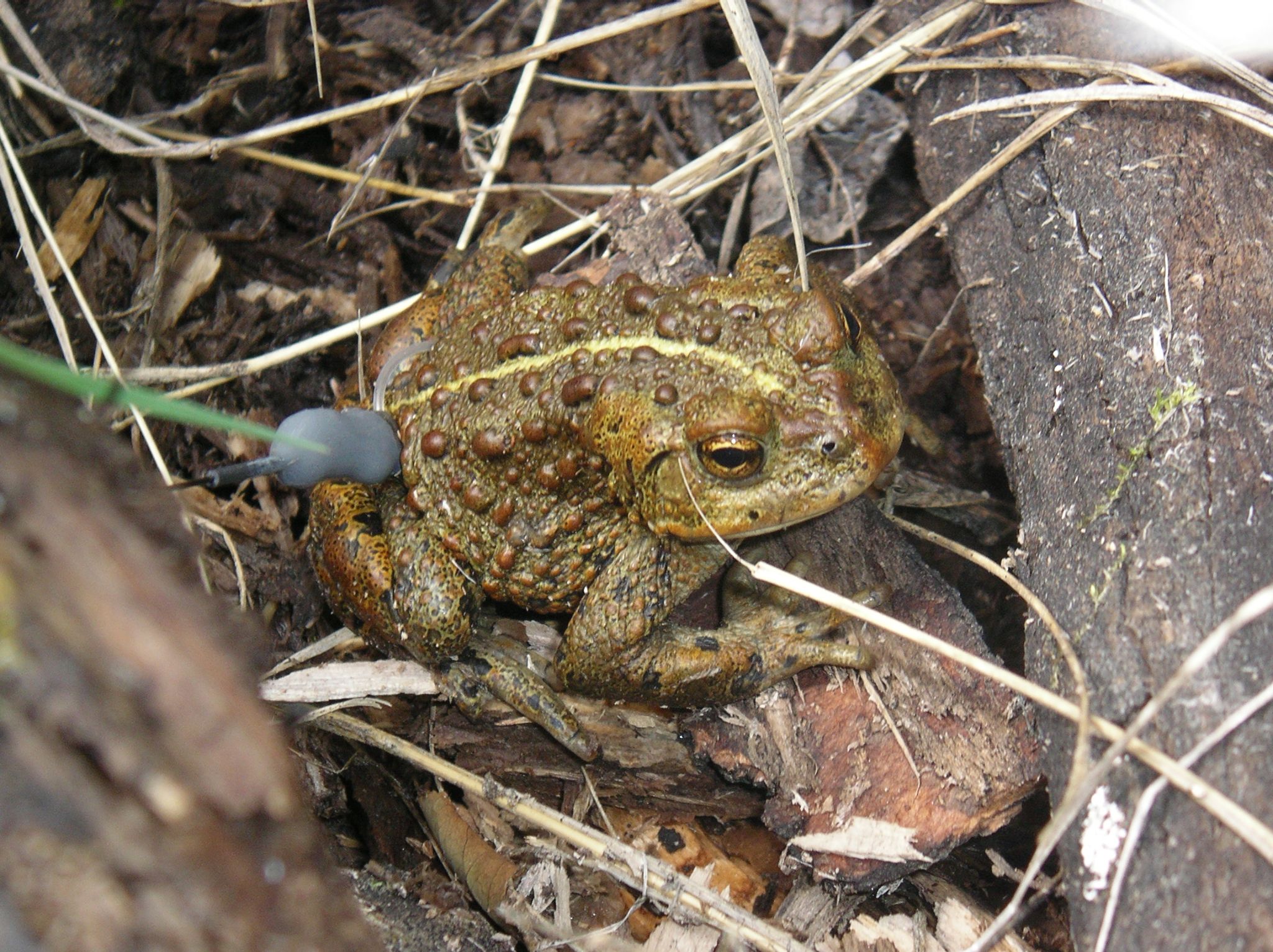 Browne and Paszkowski 2018